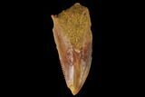 Serrated, Raptor Tooth - Real Dinosaur Tooth #133401-1